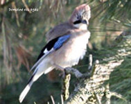 Geai des chenes_2812.jpg